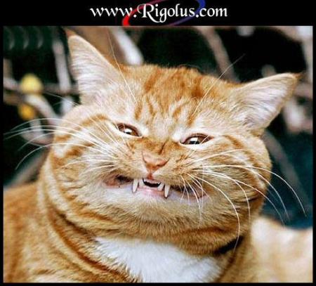 tigre
