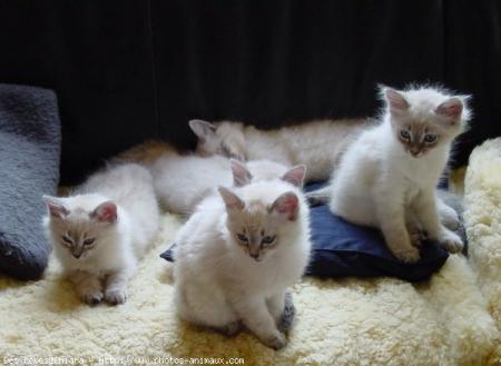 chats alors