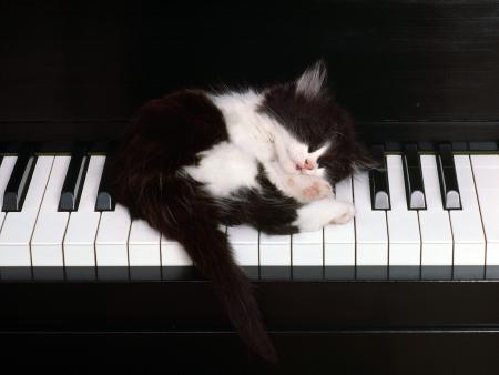 musicha