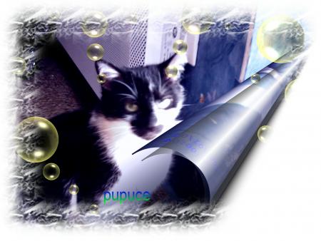 Ma Pupuce