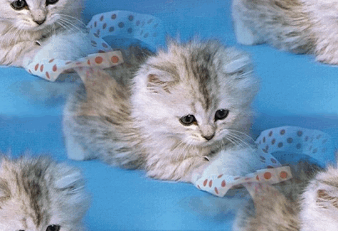 les chats