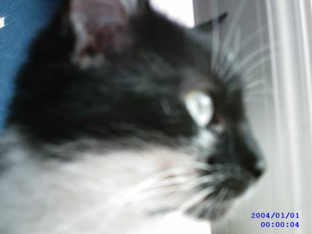 Pupuce
