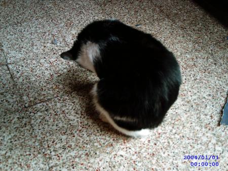 Pupuce