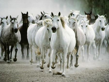 wilde horses