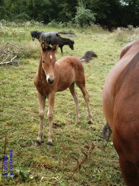 bébé